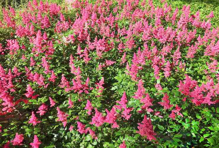 Astilbe piante d'inverno