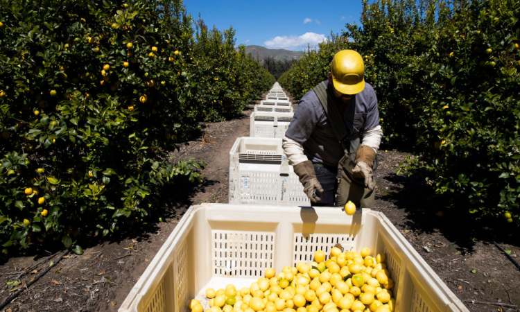 Agricoltore raccoglie limoni