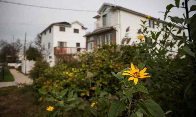 Piante da giardino