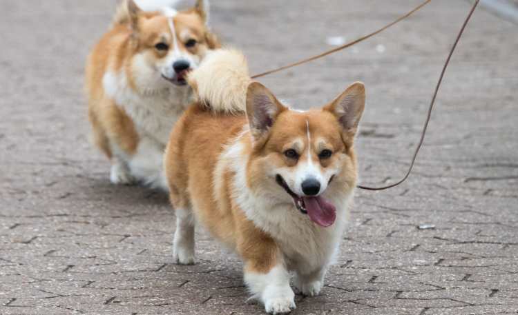 Cani Corgi