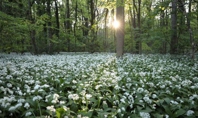 Alcuni fiori sbocciati sotto a degli alberi