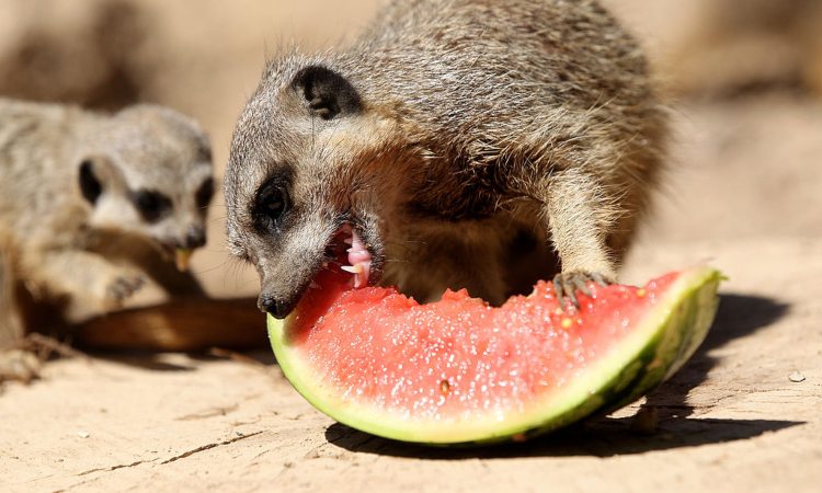Due suricati mentre mangiano un'anguria