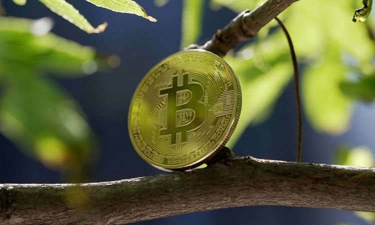 Una moneta dei BTC sopra a un albero