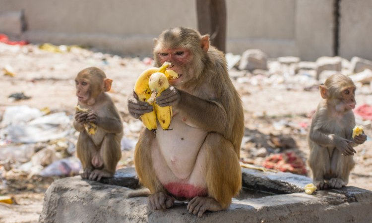 Una scimmia e due cuccioli mangiano una banana