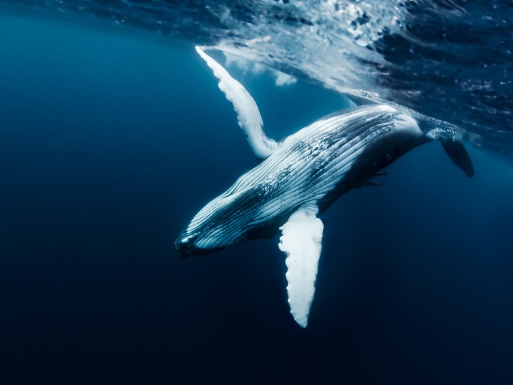 Balenottera azzurra