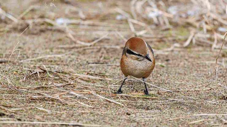 Averla Comune: impala le vittime