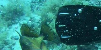 Pesce balestra: è tornato
