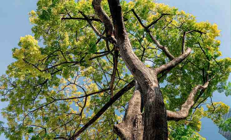 Alberi storici: potati per i clienti