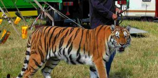 Tigre