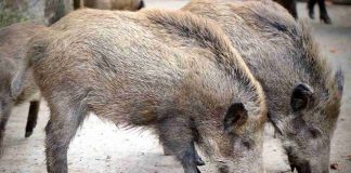 cinghiale