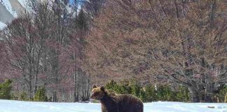 orso juan carrito