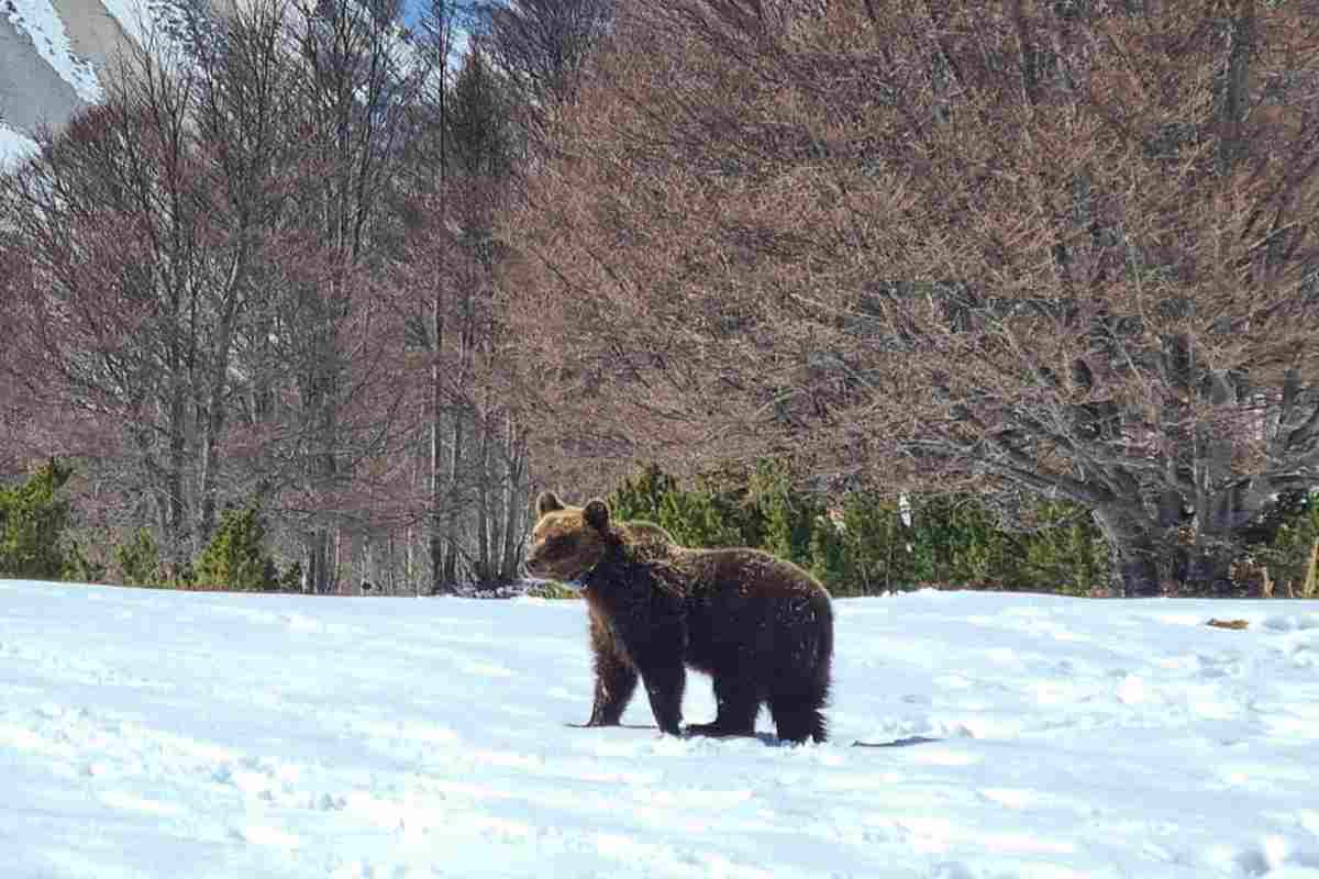 orso juan carrito