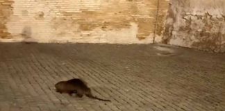 Ratto