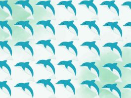 differenze delfino