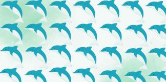 differenze delfino