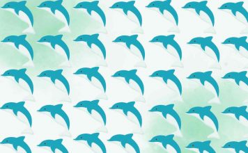 differenze delfino