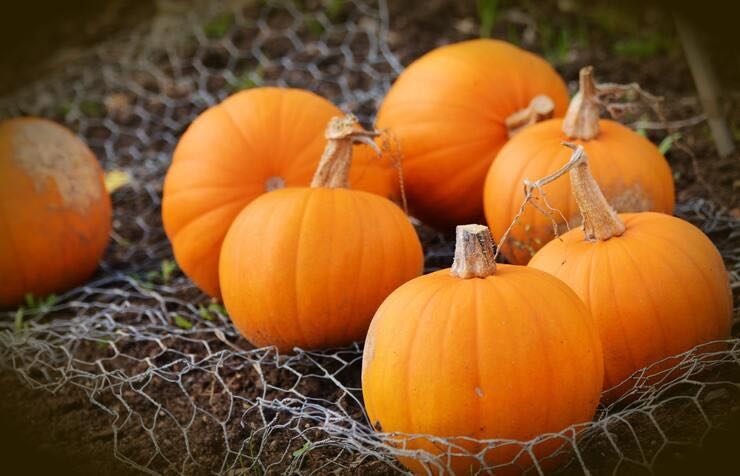 Sticks di zucca: la ricetta per prepararle