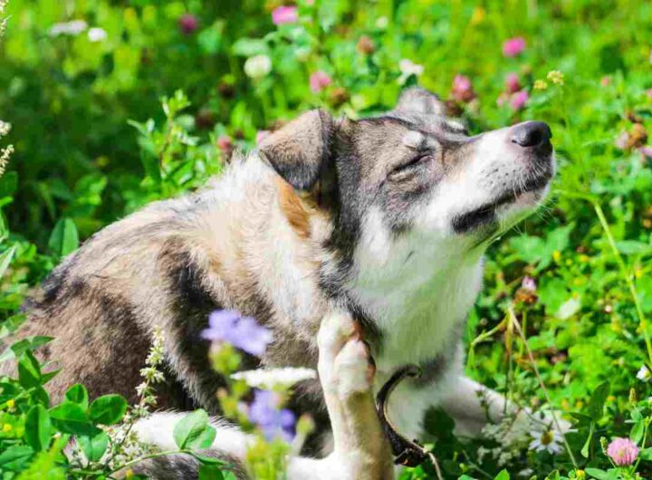 Non sottovalutare il prurito cane