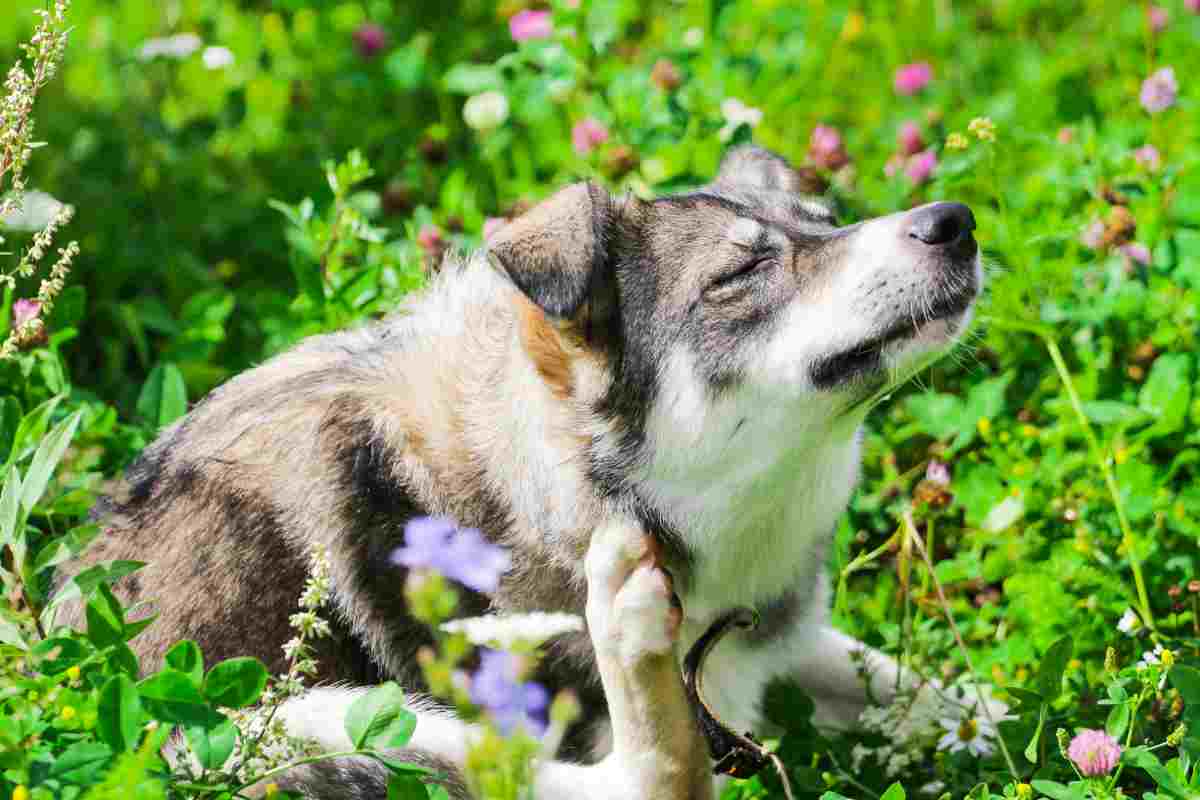 Non sottovalutare il prurito cane