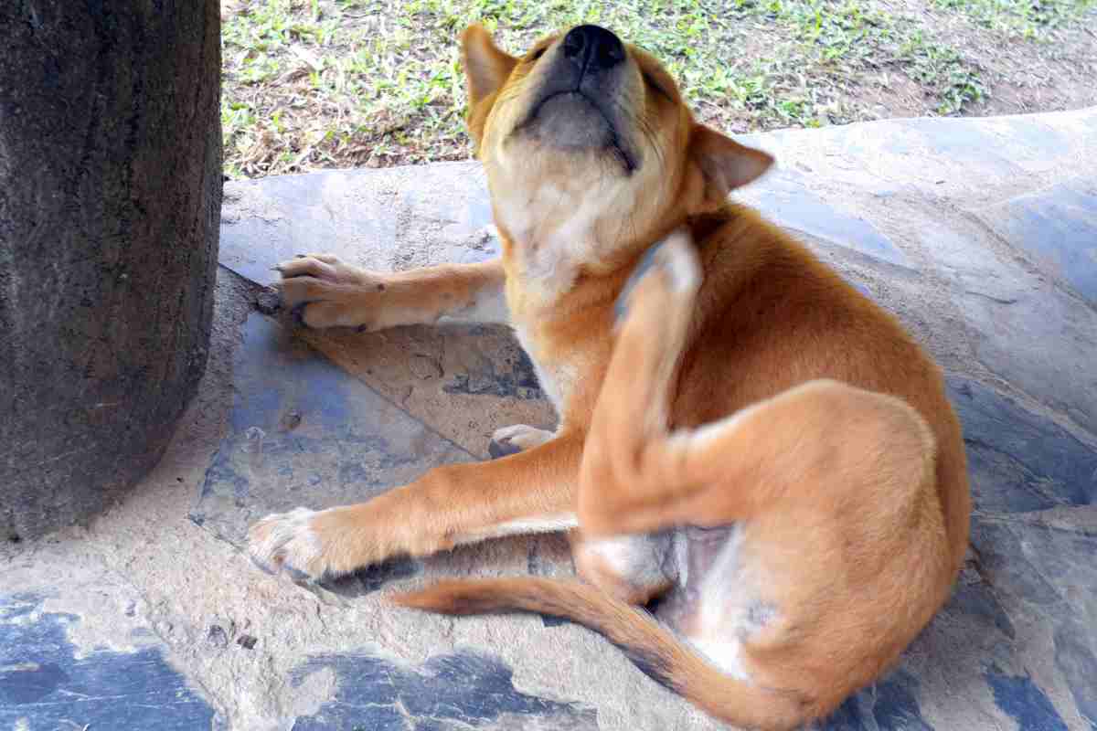 Non sottovalutare il prurito cane