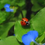 le coccinelle per la salute delle piante