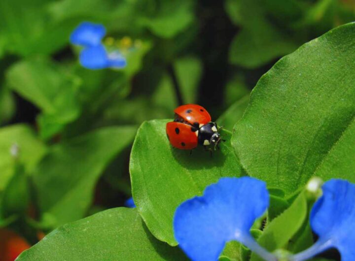 le coccinelle per la salute delle piante