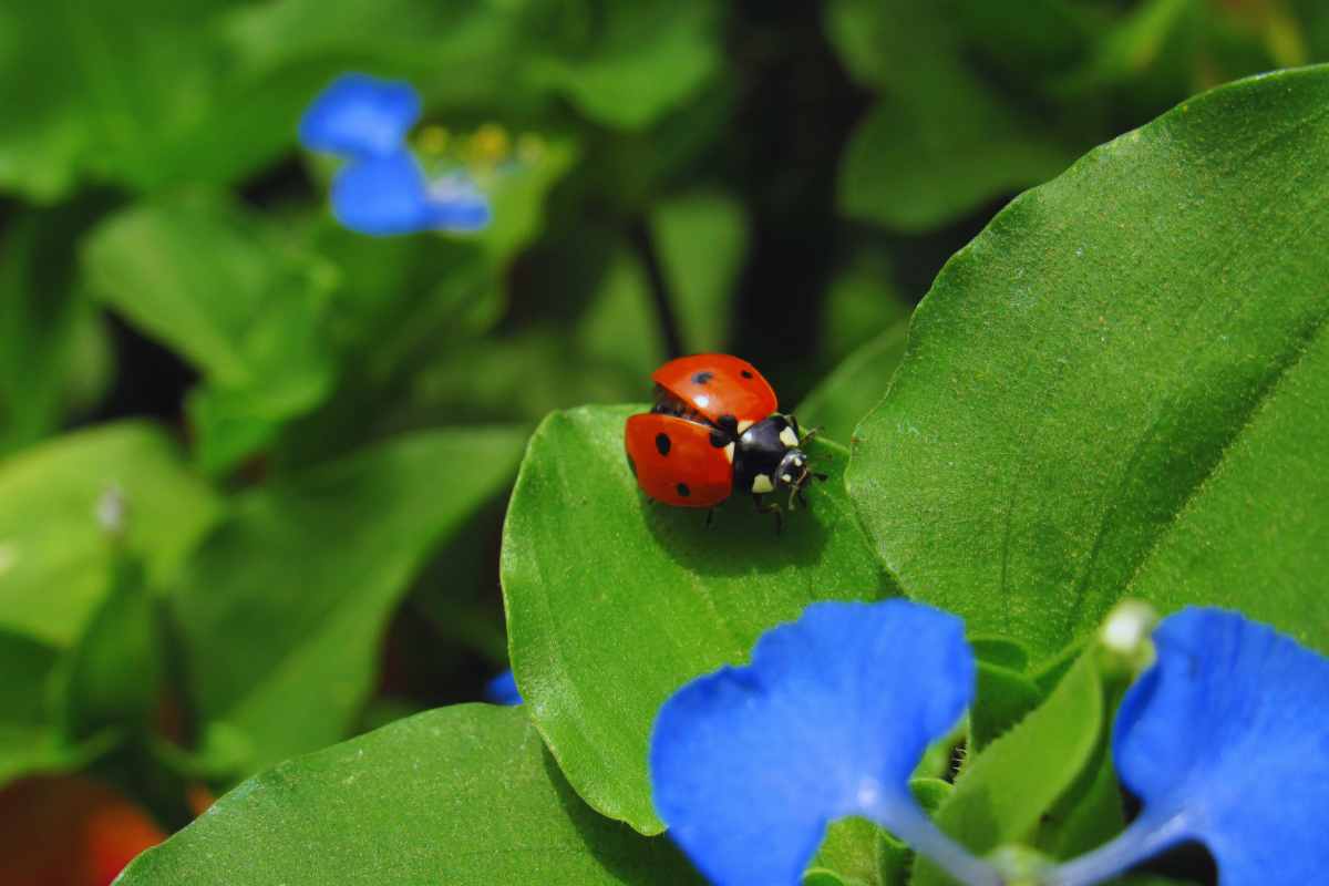 le coccinelle per la salute delle piante