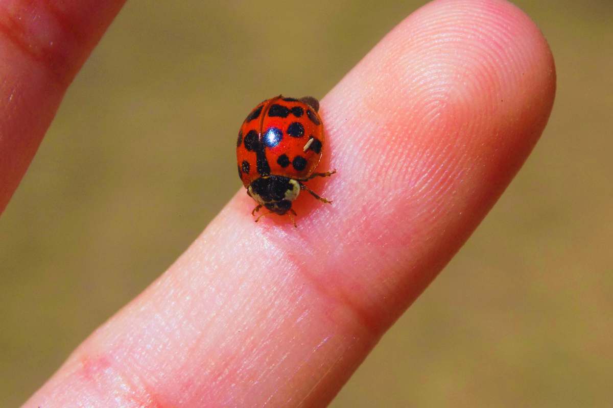 coccinelle contro i parassiti delle piante