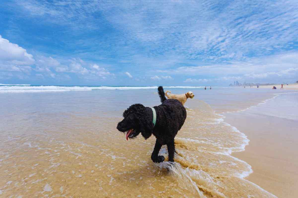le spiagge dove portare gli animali