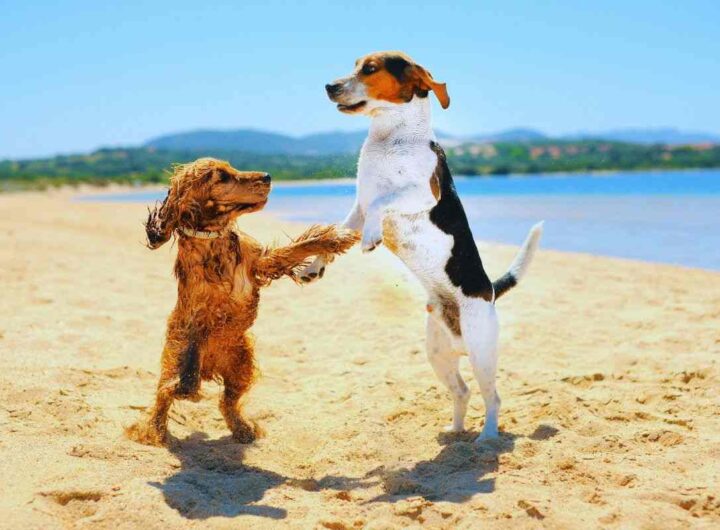 spiagge pet friendly