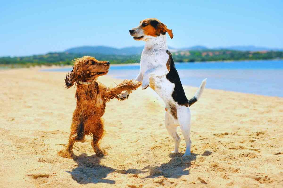 spiagge pet friendly
