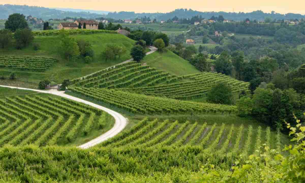 Vigneti
