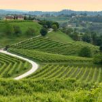 Vigneti