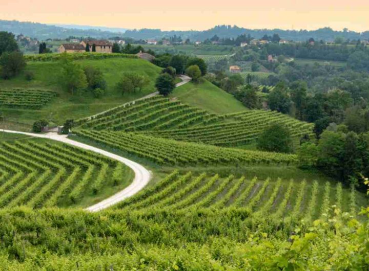 Vigneti