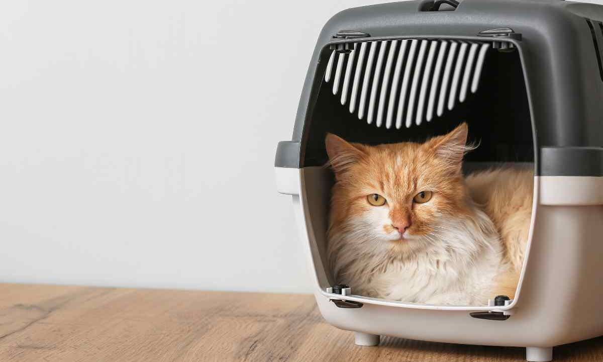 Animali in viaggio, le regole d’oro per un’avventura senza stress, ecco i dettagli
