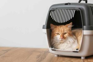 Animali in viaggio, le regole d’oro per un’avventura senza stress, ecco i dettagli