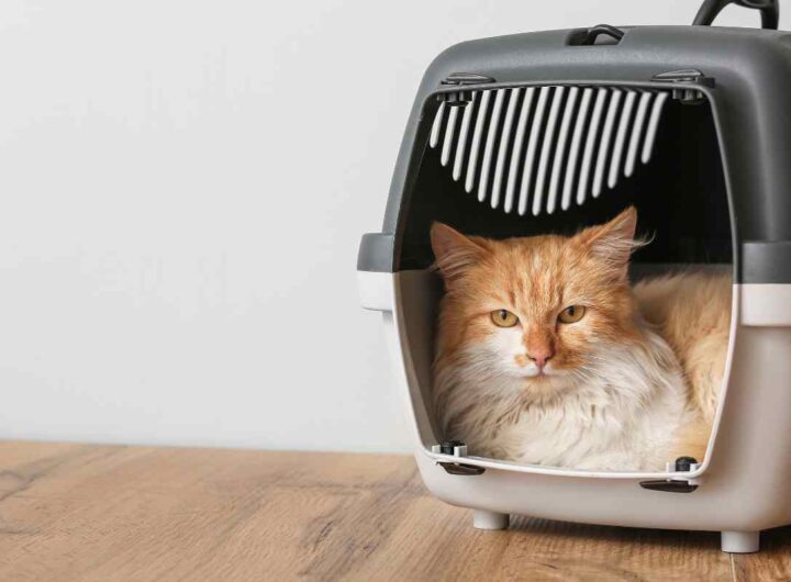 Animali in viaggio, le regole d’oro per un’avventura senza stress, ecco i dettagli