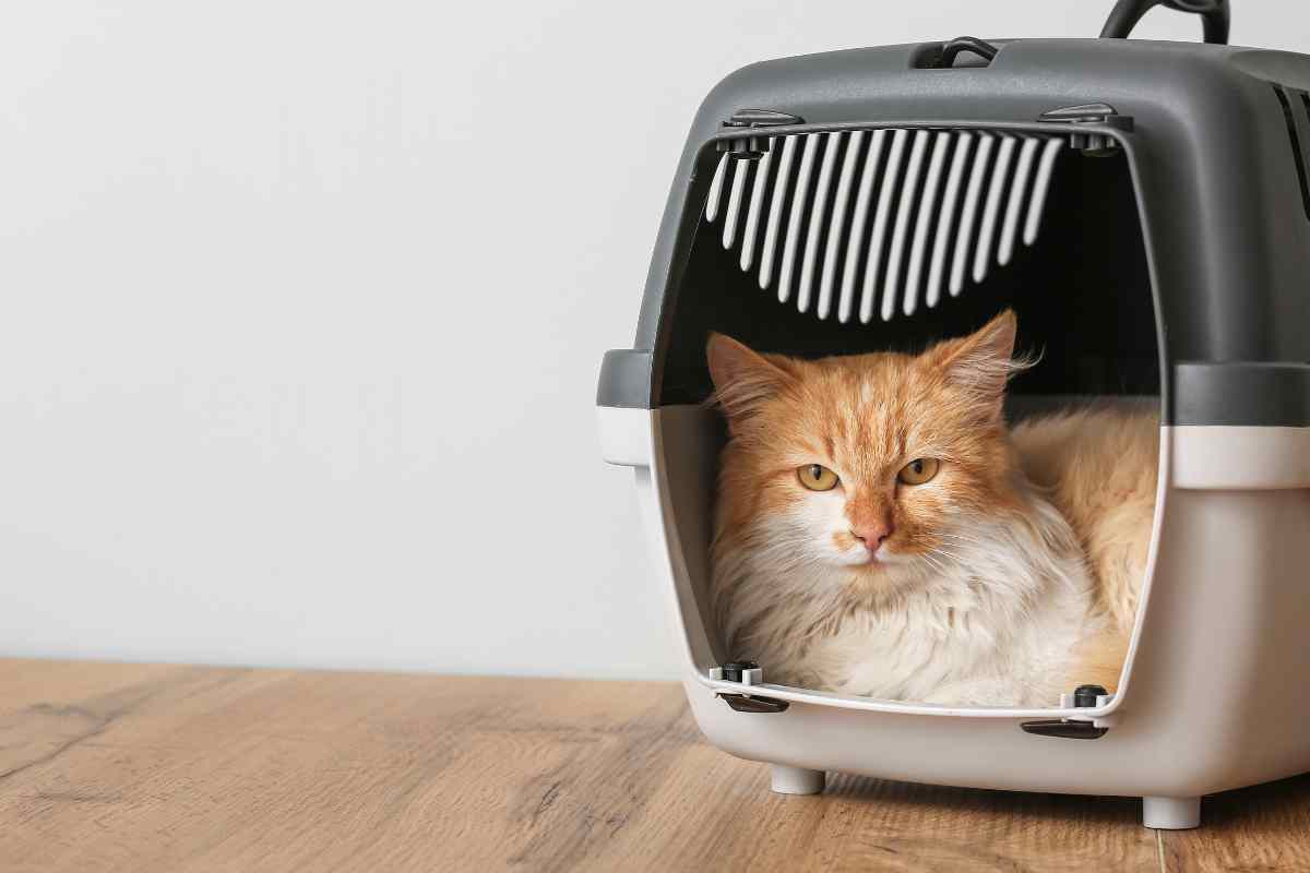 Animali in viaggio, le regole d’oro per un’avventura senza stress, ecco i dettagli