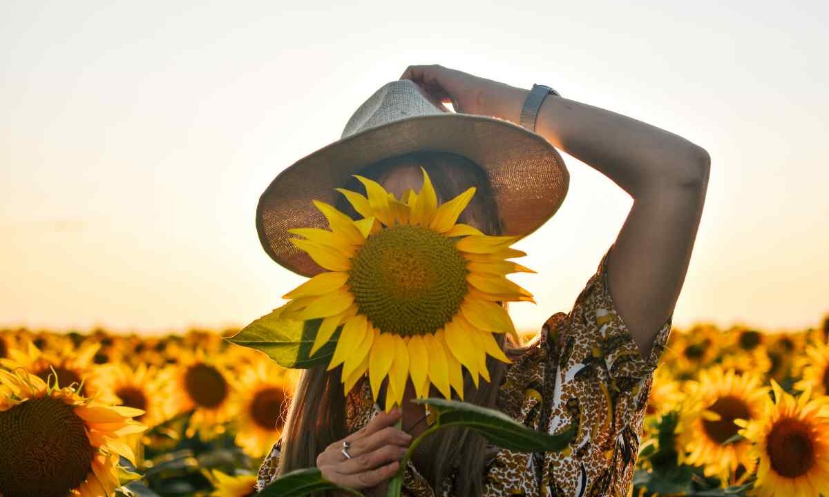 campi di girasole: dove vederli