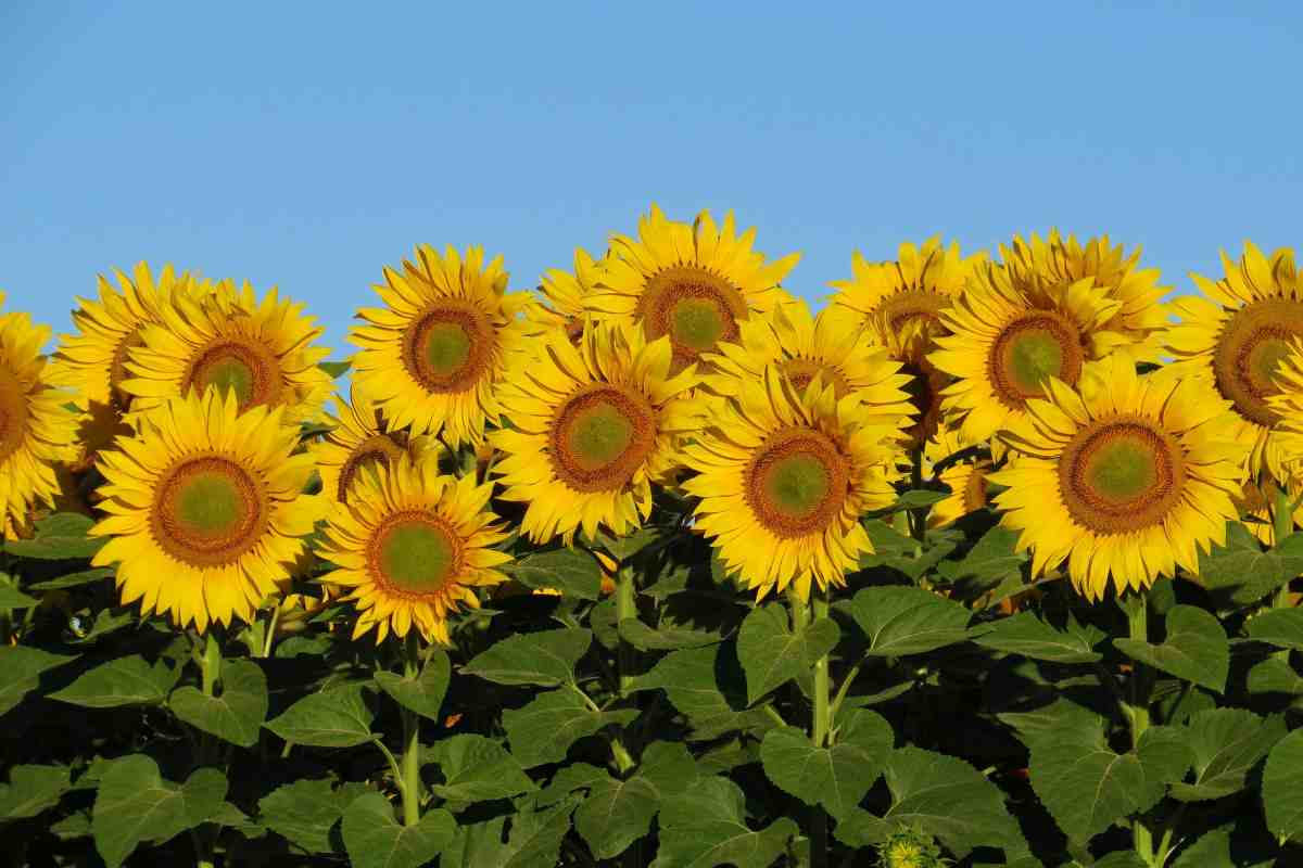 dove vedere i girasoli italia
