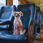 cani gratis sul treno