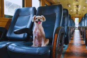 cani gratis sul treno