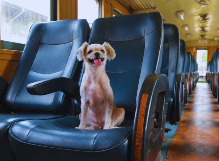 cani gratis sul treno