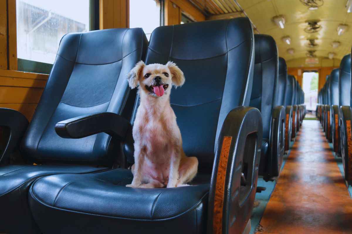 cani gratis sul treno