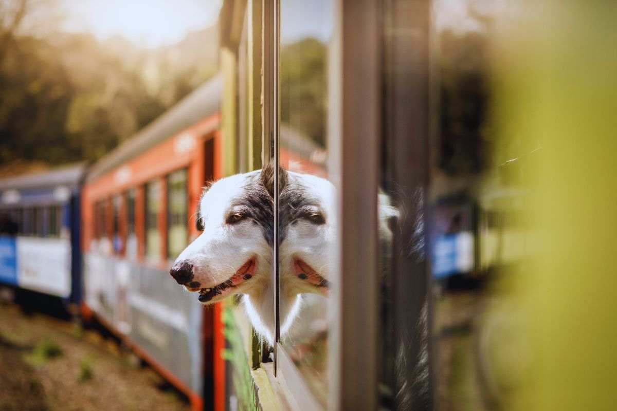 cani sul treno gratis