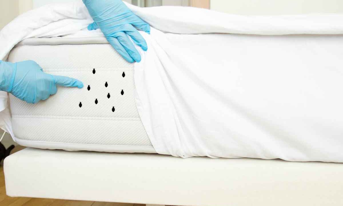 Addio ospiti indesiderati nel letto in sole 2 ore: il trucco che ti fa salutare, ecco i dettagli