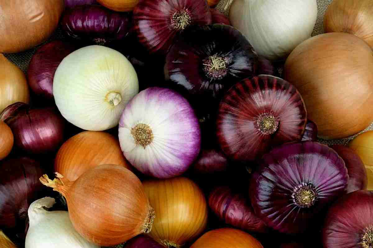 cipolla frigo: ecco come si deve conservare