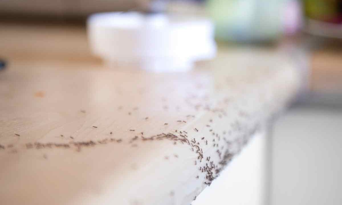 La tua cucina è invasa? Usa questa combinazione micidiale