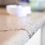 La tua cucina è invasa? Usa questa combinazione micidiale