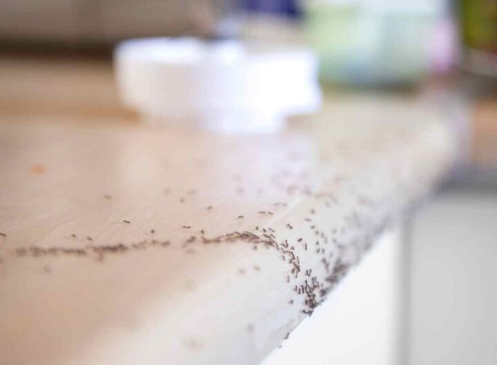 La tua cucina è invasa? Usa questa combinazione micidiale